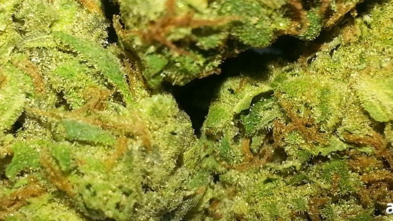 Weed price Prague. 
                    God’s Gift Marijuana Strain