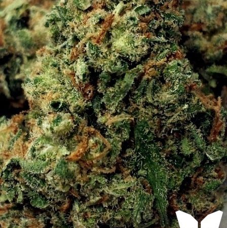 Weed price Prague. 
                    XJ-13 Marijuana Strain