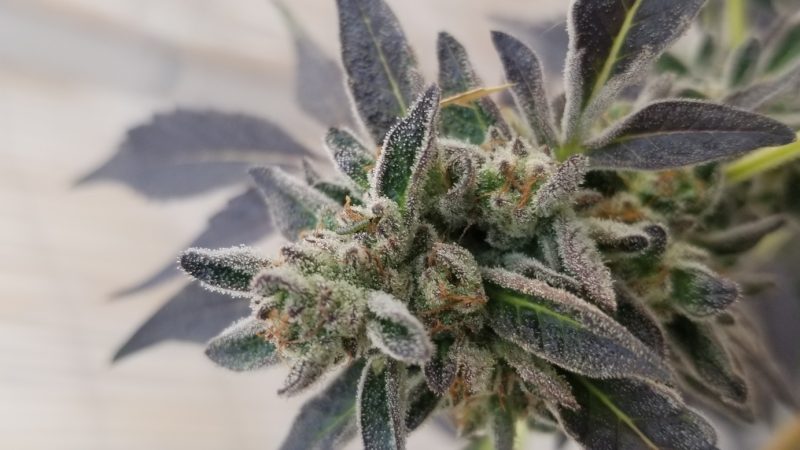 Weed price Prague. 
                    Pure Vida Marijuana Strain