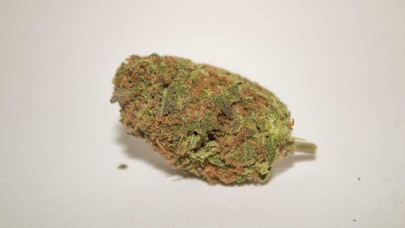 Weed price Prague. 
                    Ultra Orange Marijuana Strain
