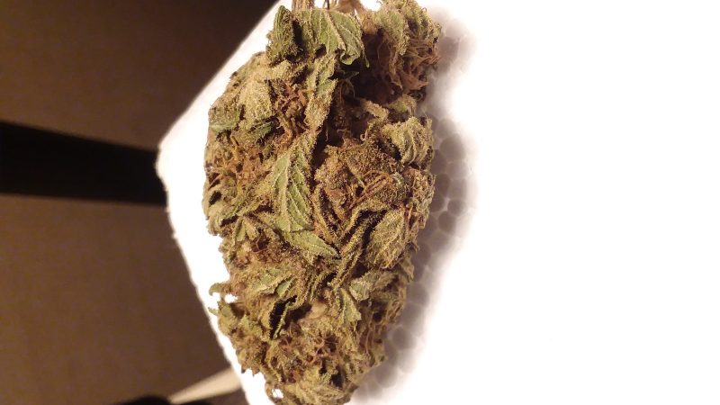 Weed price Prague. 
                    Afghan Goo Marijuana Strain