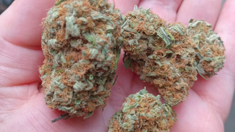 Weed price Prague. 
                    Kush Cake Marijuana Strain