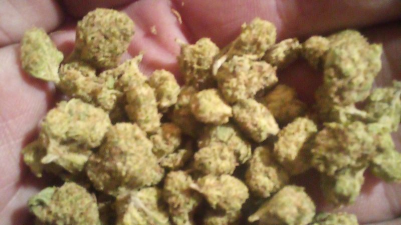 Weed price Prague. 
                    Dutch Berry Marijuana Strain