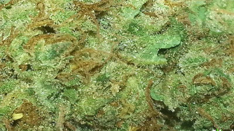 Weed price Prague. 
                    Pine Queen Marijuana Strain