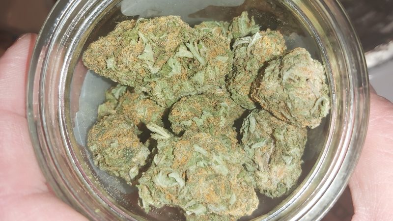 Weed price Prague. 
                    Alaska Marijuana Strain
