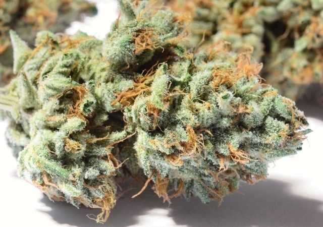 Weed price Prague. 
                    Legalized OG Marijuana Strain