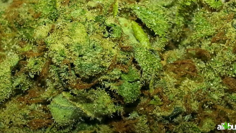 Weed price Prague. 
                    Key Lime Pie Marijuana Strain