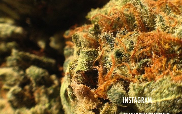 Weed price Prague. 
                    Red Headed Stranger Marijuana Strain