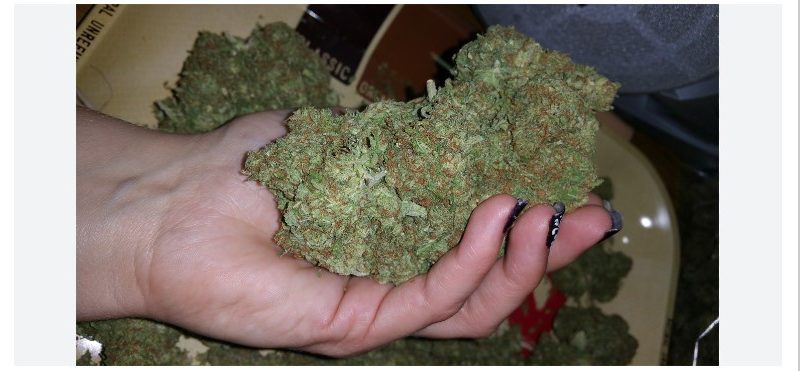 Weed price Prague. 
                    Secret Recipe Marijuana Strain