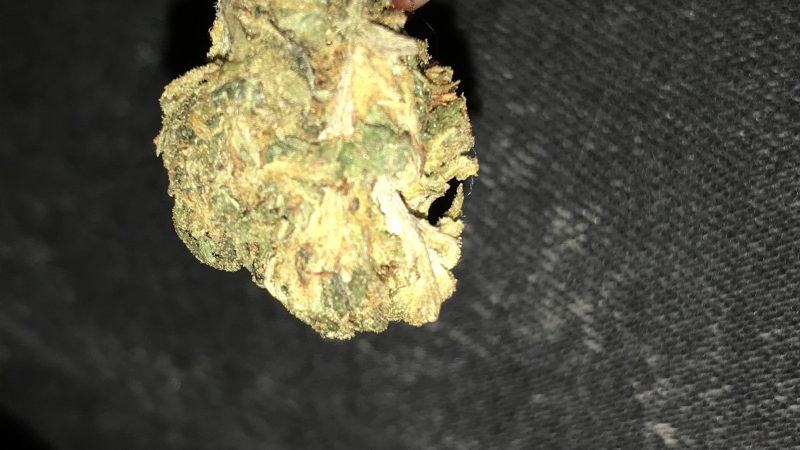 Weed price Prague. 
                    Purple Lemon Haze Marijuana Strain