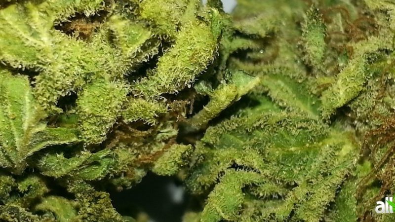 Weed price Prague. 
                    Sensi Star Marijuana Strain