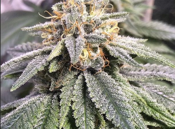 Weed price Prague. 
                    Kimbo Kush Marijuana Strain