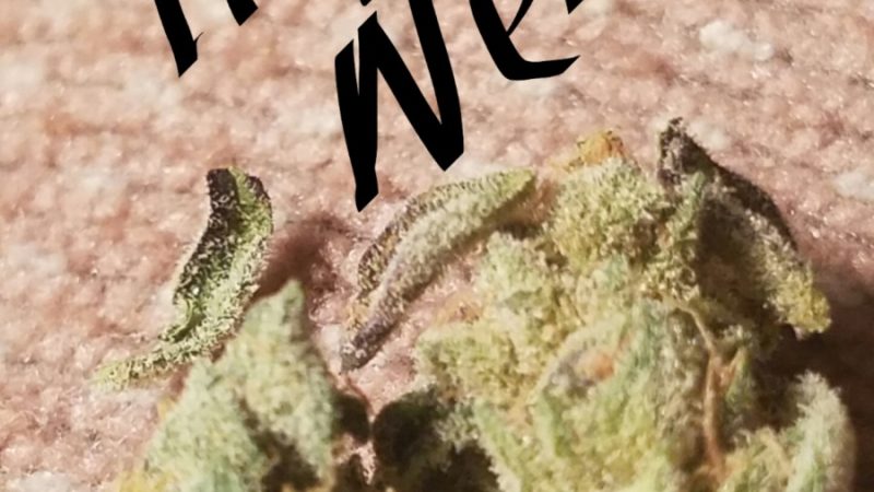 Weed price Prague. 
                    Fat Nelson Marijuana Strain