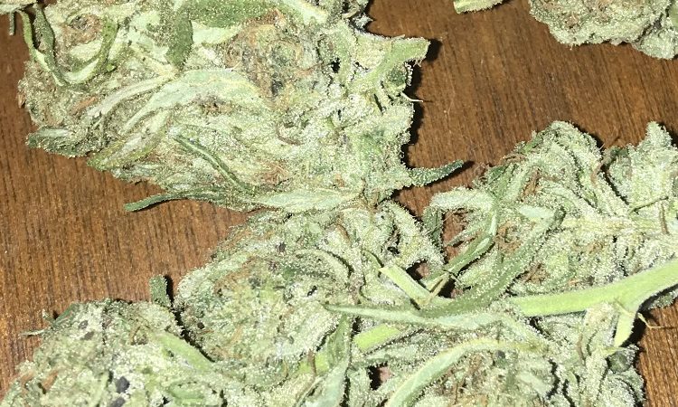 Weed price Prague. 
                    Blue Champagne Marijuana Strain