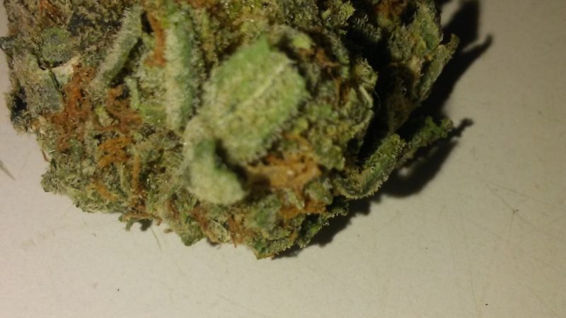 Weed price Prague. 
                    Gorilla Glue #5 Marijuana Strain