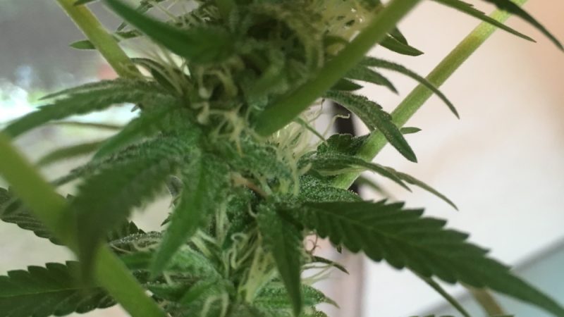 Weed price Prague. 
                    Rockstar Kush Marijuana Strain