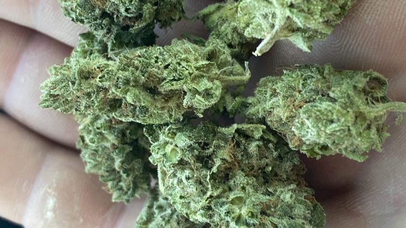 Weed price Prague. 
                    Snow Leopard Marijuana Strain