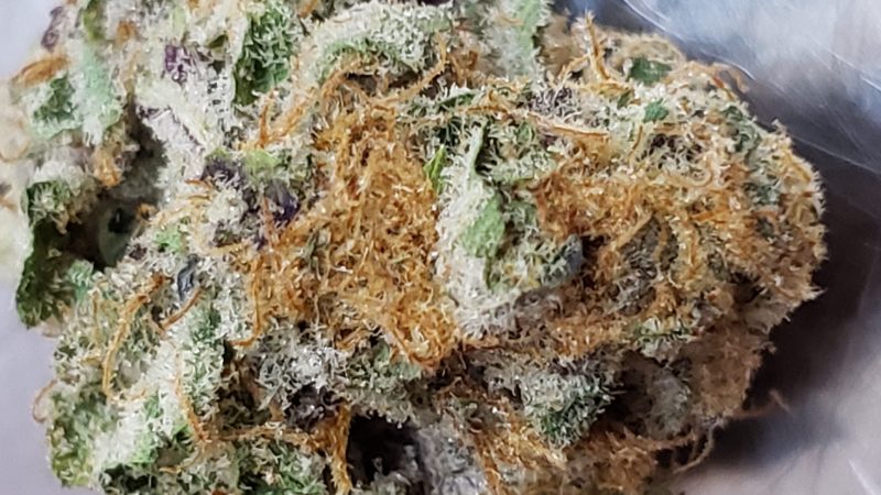 Weed price Prague. 
                    Purple Mendocino Marijuana Strain