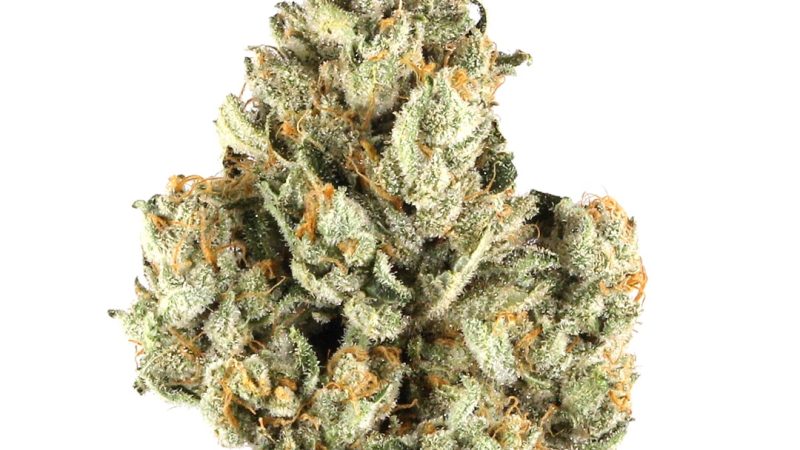 Weed price Prague. 
                    Kool Whip Marijuana Strain