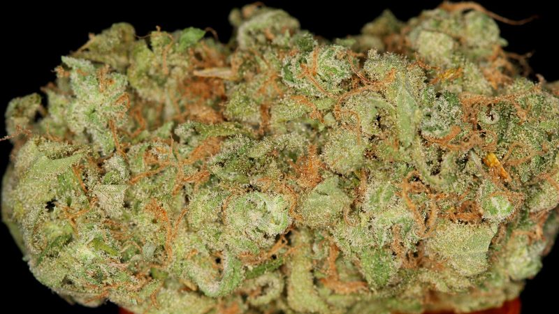 Weed price Prague. 
                    Hawaiian Dream Marijuana Strain