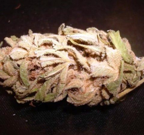 Weed price Prague. 
                    Super G Marijuana Strain