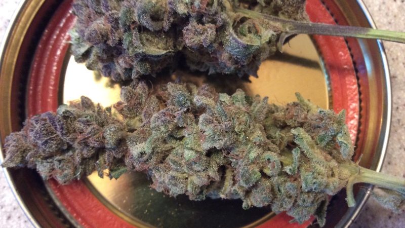 Weed price Prague. 
                    Sugar Plum Marijuana Strain