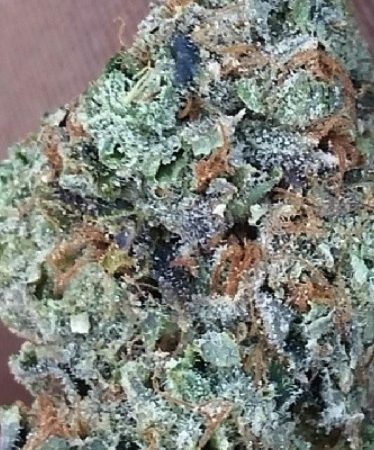 Weed price Prague. 
                    Albert Walker Marijuana Strain