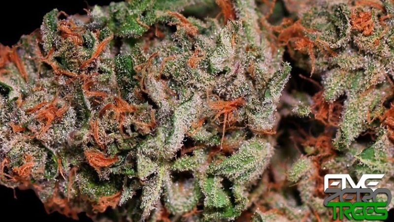 Weed price Prague. 
                    Silvertip Marijuana Strain