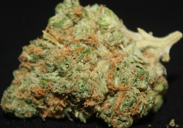 Weed price Prague. 
                    Sinfully Sour Marijuana Strain