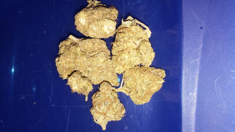 Weed price Prague. 
                    Columbian Gold Marijuana Strain