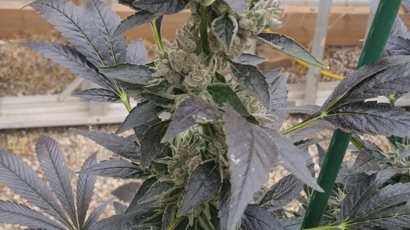 Weed price Prague. 
                    Lamb’s Breath Marijuana Strain