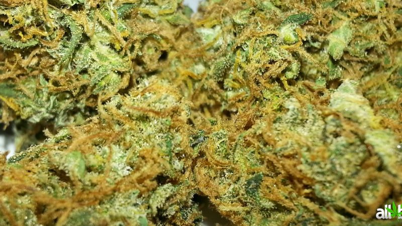 Weed price Prague. 
                    Yumboldt ’47 Marijuana Strain