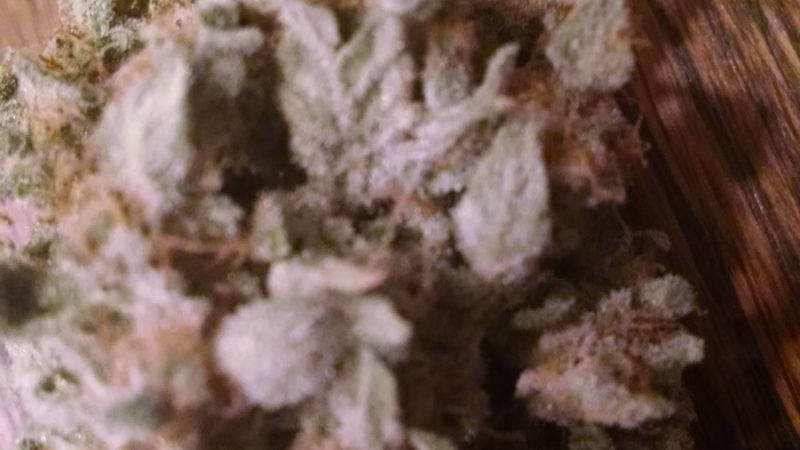 Weed price Prague. 
                    Purple Arrow Marijuana Strain