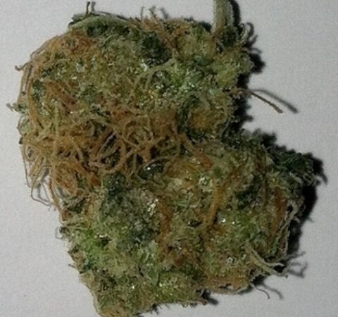 Weed price Prague. 
                    King Chem Marijuana Strain