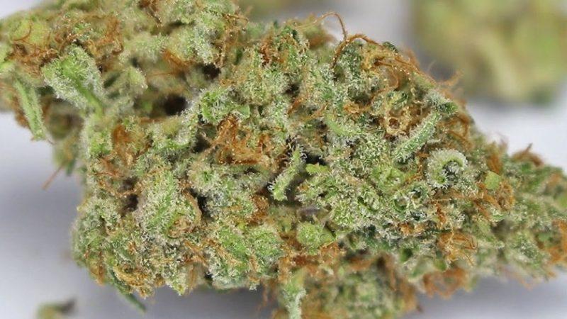 Weed price Prague. 
                    Alien Orange Cookies Marijuana Strain