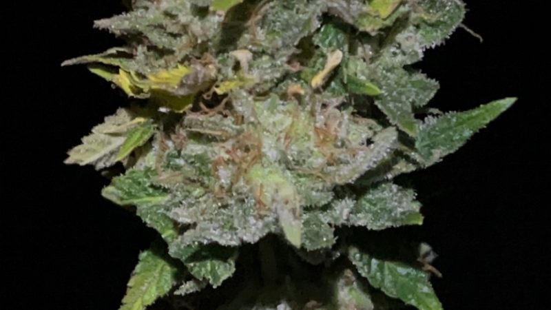 Weed price Prague. 
                    Middlefork Marijuana Strain