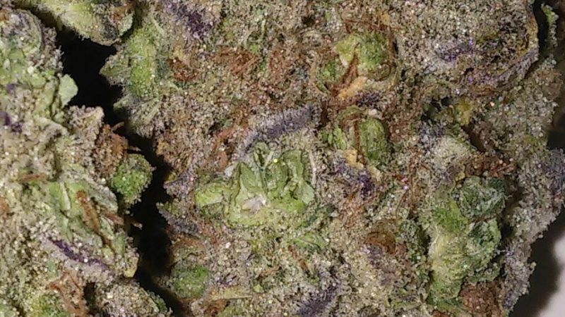 Weed price Prague. 
                    Flo OG Marijuana Strain