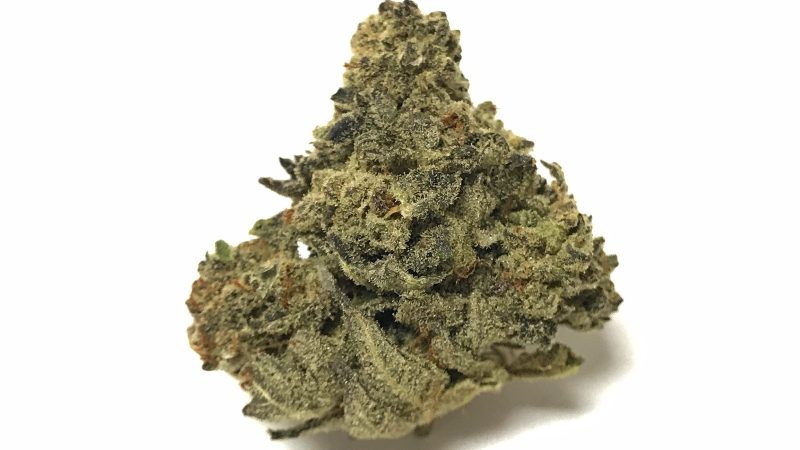 Weed price Prague. 
                    707 Truthband Marijuana Strain