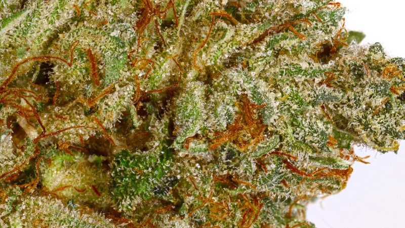 Weed price Prague. 
                    Tutankhamon Marijuana Strain