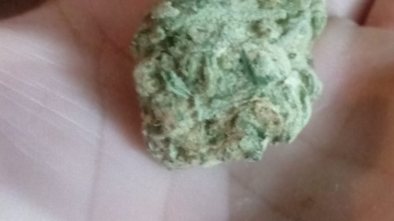 Weed price Prague. 
                    Kona Gold Marijuana Strain