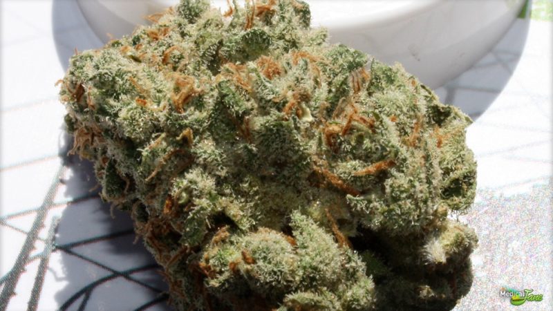 Weed price Prague. 
                    Jack White Marijuana Strain