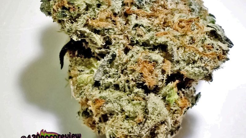 Weed price Prague. 
                    303 OG Marijuana Strain