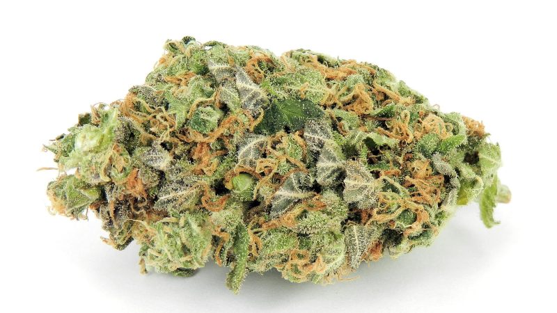 Weed price Prague. 
                    Taiga Marijuana Strain