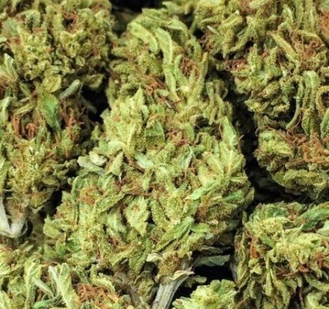 Weed price Prague. 
                    Pineapple Euphoria Marijuana Strain