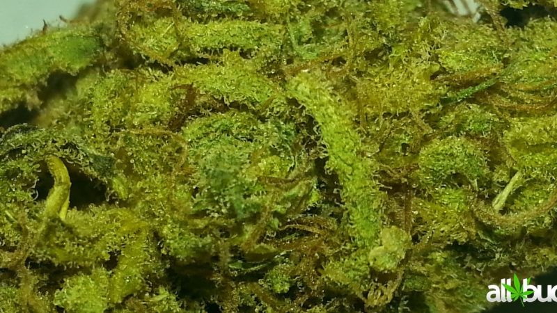 Weed price Prague. 
                    Sugar Cookie Marijuana Strain