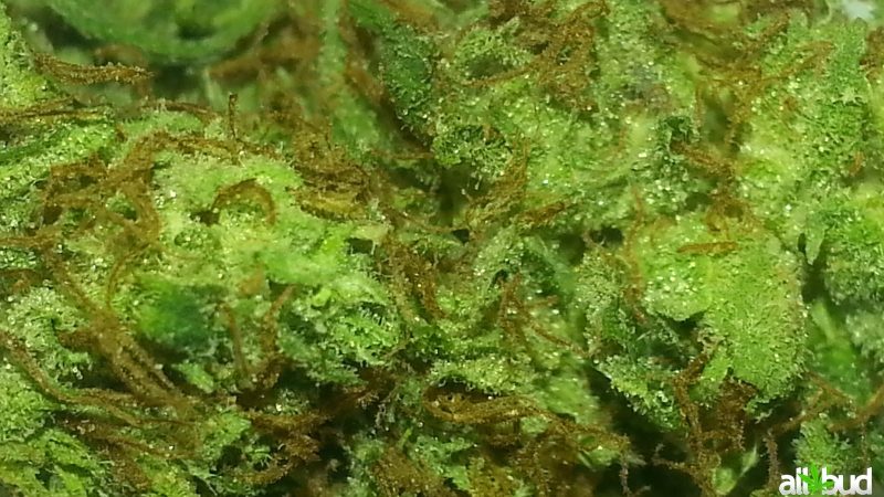 Weed price Prague. 
                    Pure Kush Marijuana Strain