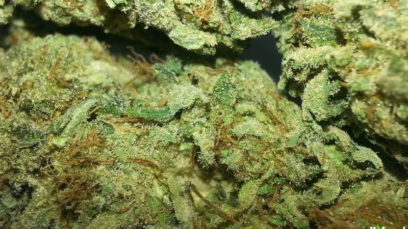 Weed price Prague. 
                    U2 Kush Marijuana Strain