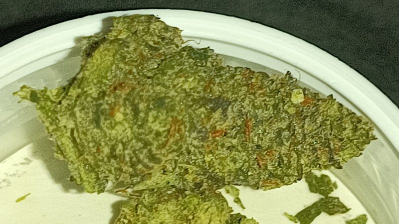 Weed price Prague. 
                    Dutch Hawaiian Marijuana Strain