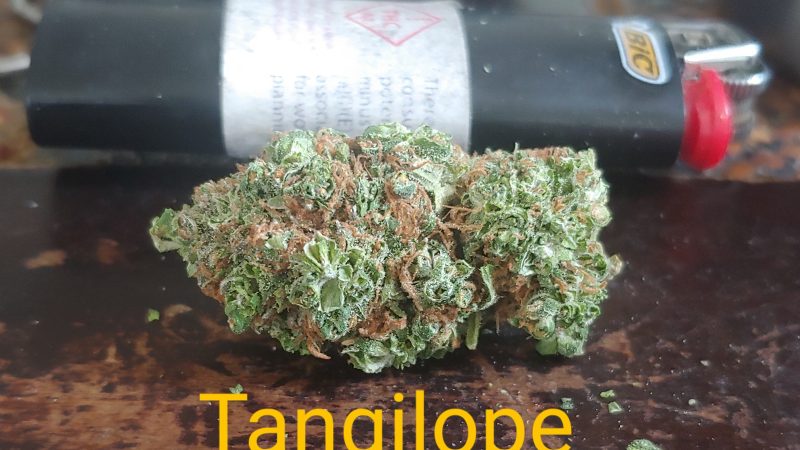 Weed price Prague. 
                    Tangilope Marijuana Strain