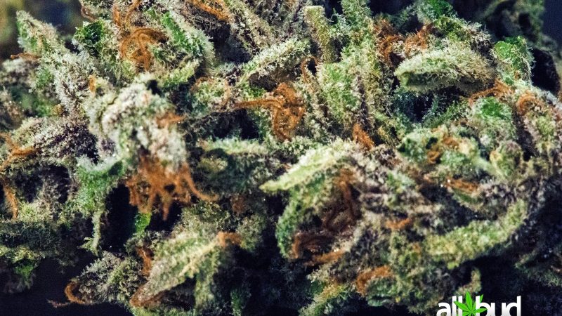 Weed price Prague. 
                    Cataract Kush Marijuana Strain